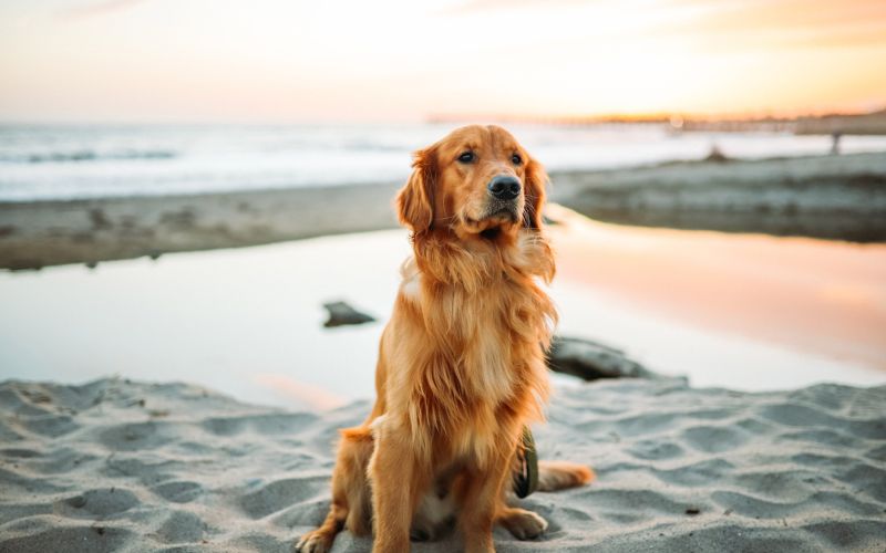 Affordable dog vaccinations near me