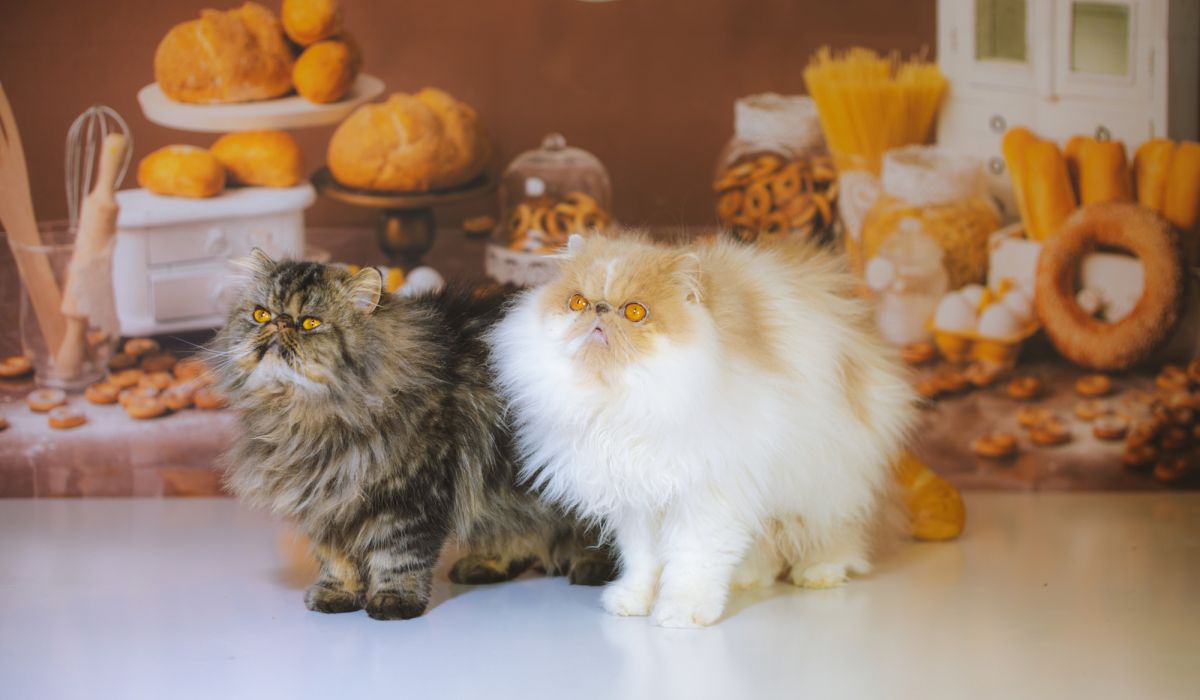 veterinary care team treating pet near me