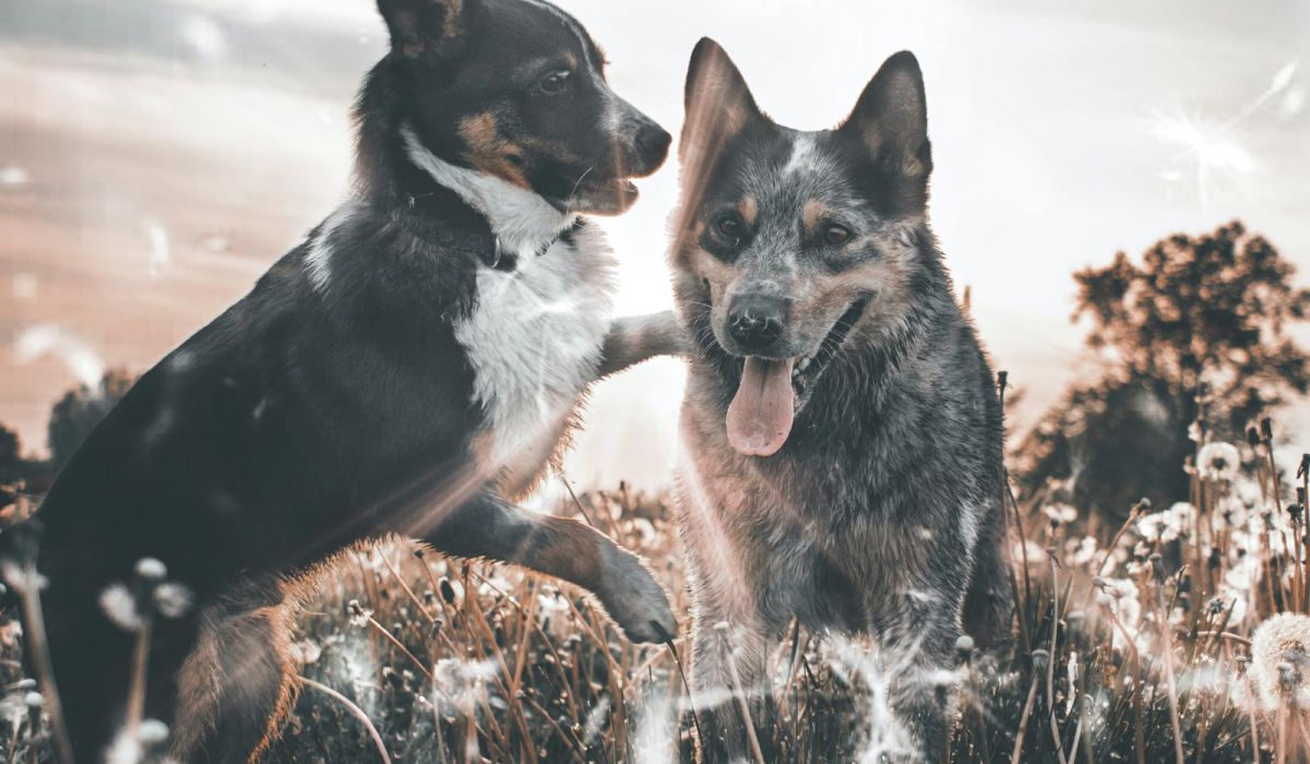 dog veterinarian