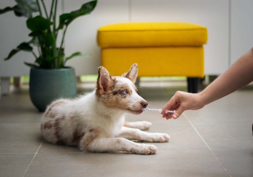 Dog receiving dental cleaning treatment in Dripping Springs clinic