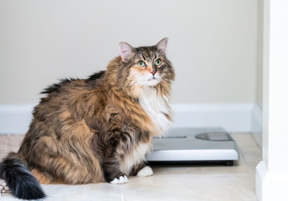 obesity in pets