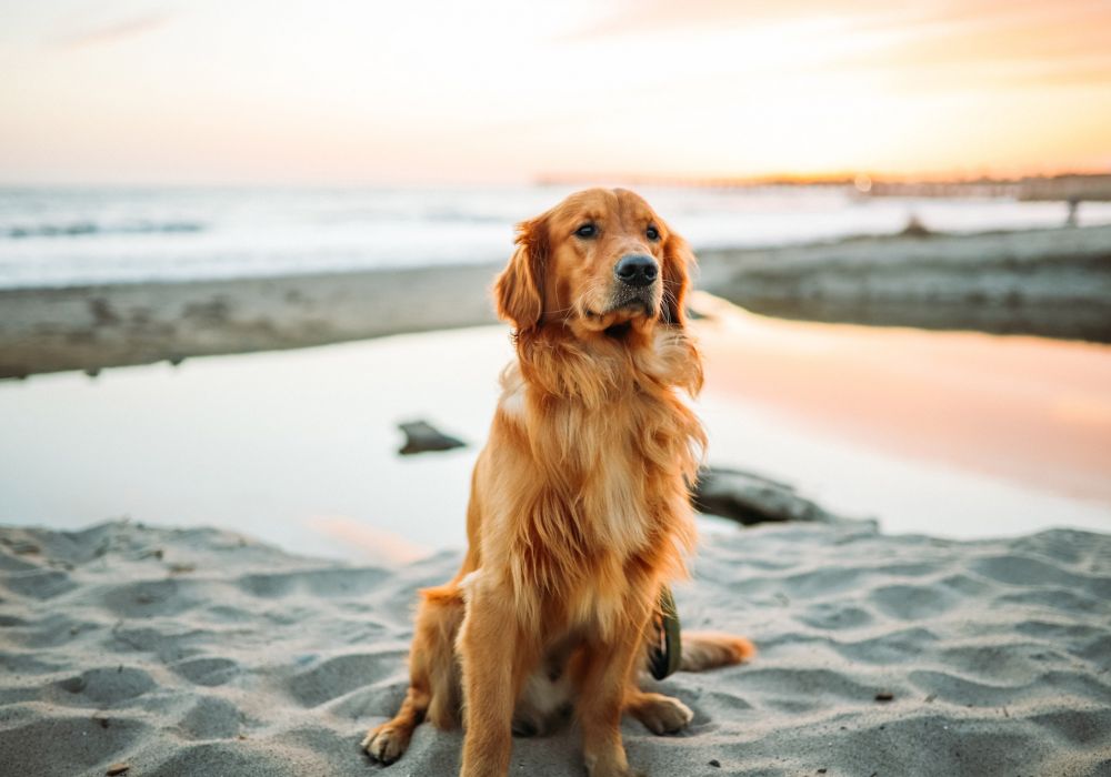 Affordable dog vaccinations near me