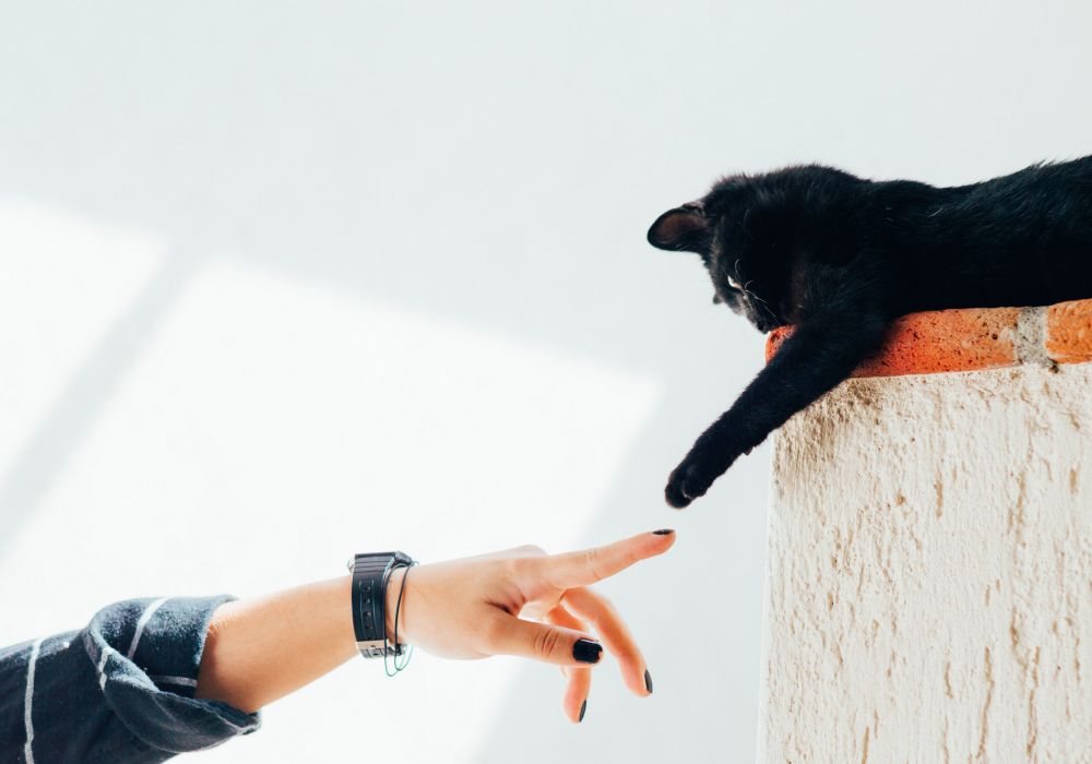 Image of veterinarian administering vaccine to a cat in Dripping Springs, TX