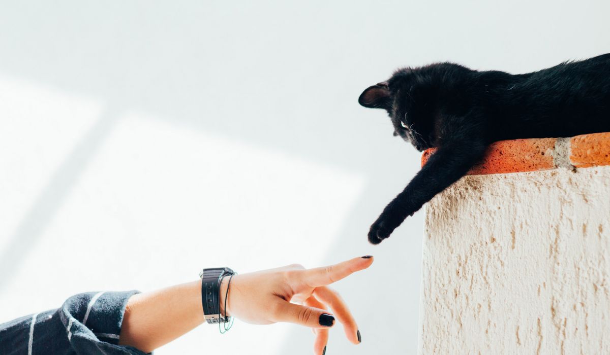 Image of veterinarian administering vaccine to a cat in Dripping Springs, TX