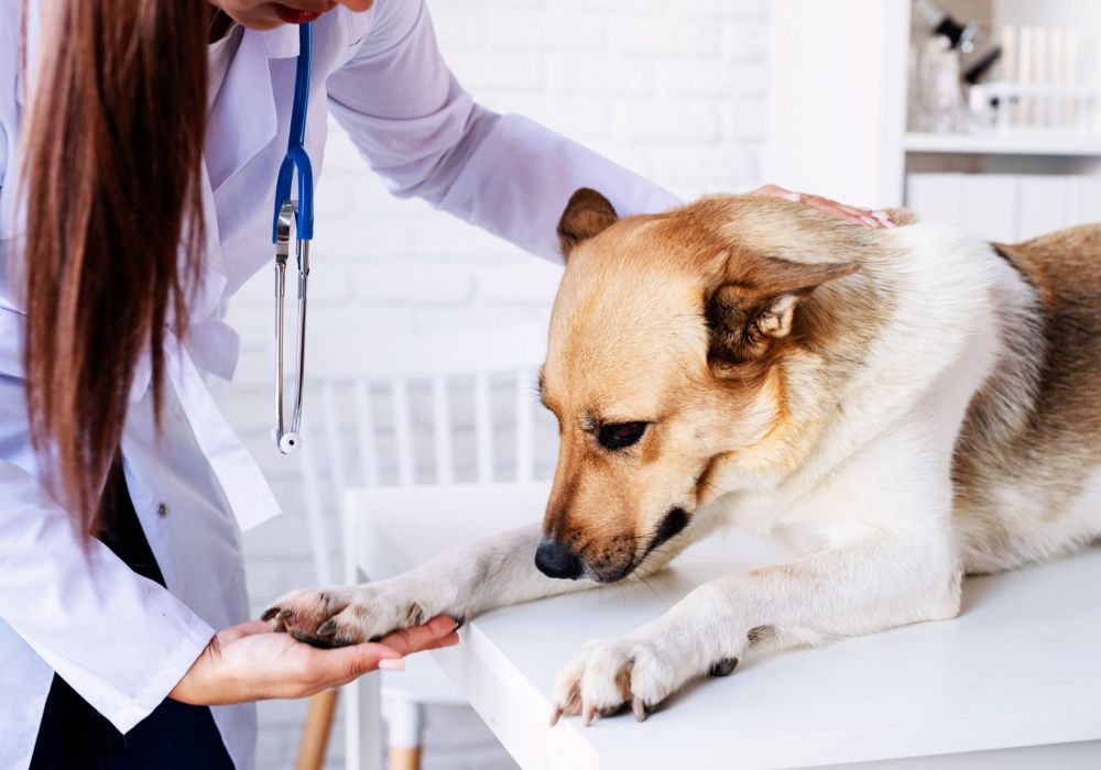 Emergency vet team treating dog at clinic in Dripping Springs, TX