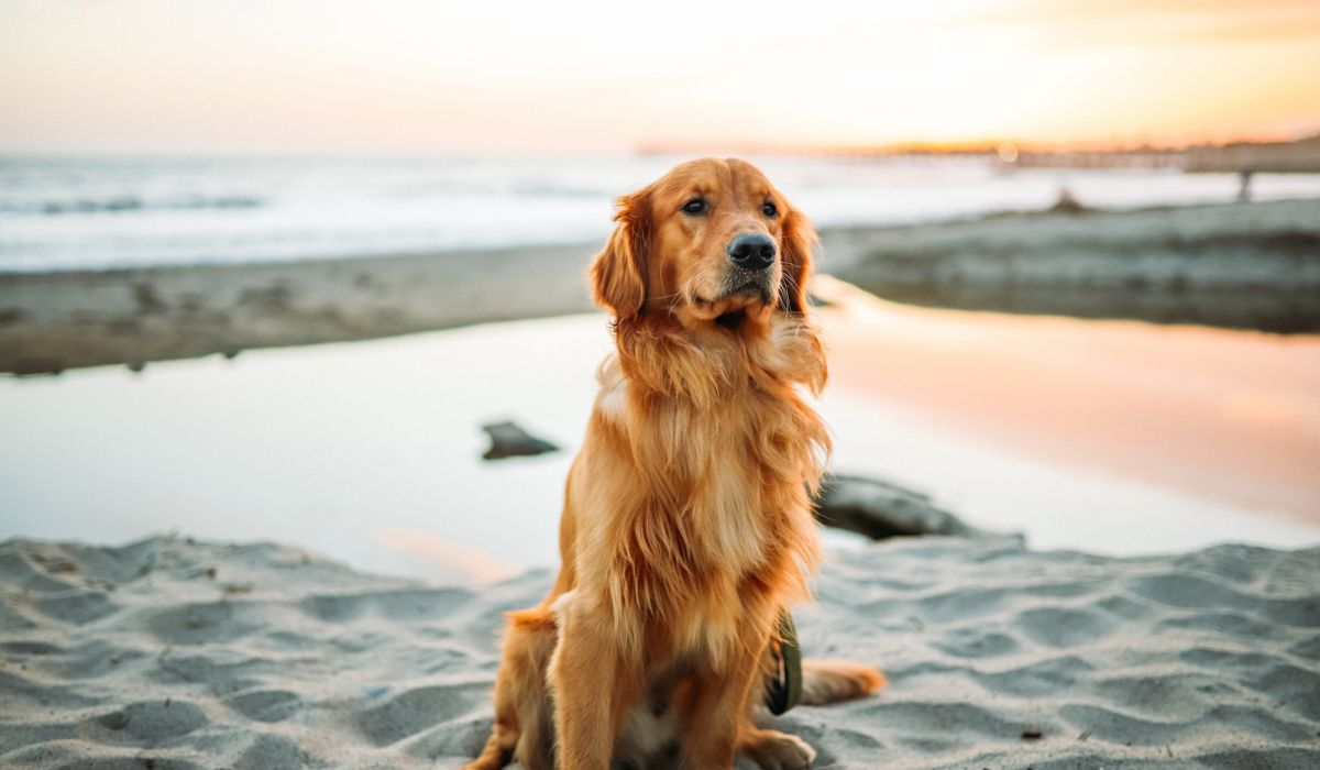 Affordable dog vaccinations near me