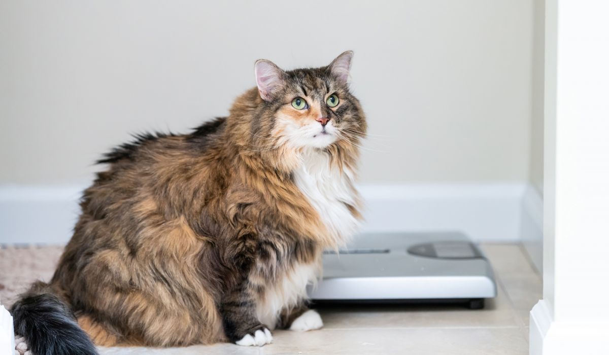 obesity in pets